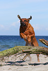 jumping Rhodesian Ridgeback