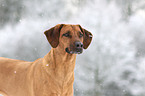 Rhodesian Ridgeback Portrait