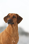 Rhodesian Ridgeback Portrait