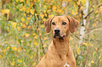 Rhodesian Ridgeback Portrait