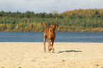 running Rhodesian Ridgeback