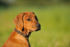 Rhodesian Ridgeback Puppy