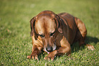 Rhodesian Ridgeback