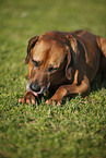 Rhodesian Ridgeback