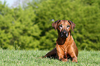 lying Rhodesian Ridgeback