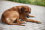 Rhodesian Ridgeback