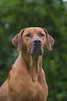 Rhodesian Ridgeback Portrait