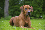 lying Rhodesian Ridgeback