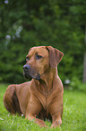 lying Rhodesian Ridgeback