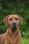 Rhodesian Ridgeback Portrait