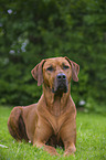 lying Rhodesian Ridgeback