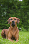 lying Rhodesian Ridgeback