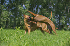 2 Rhodesian Ridgebacks