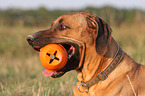 Rhodesian Ridgeback Portrait