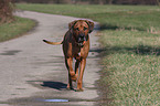 playing Rhodesian Ridgeback