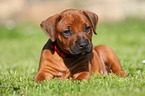 Rhodesian Ridgeback Puppy