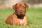 Rhodesian Ridgeback Puppy