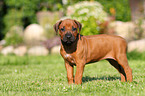 Rhodesian Ridgeback Puppy