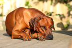 lying Rhodesian Ridgeback