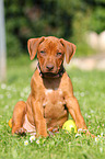 Rhodesian Ridgeback Puppy