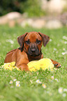 Rhodesian Ridgeback Puppy