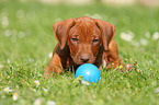 Rhodesian Ridgeback Puppy