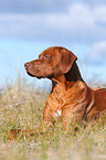 lying Rhodesian Ridgeback