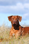 lying Rhodesian Ridgeback