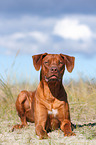 lying Rhodesian Ridgeback