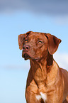 Rhodesian Ridgeback Portrait