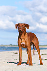 Rhodesian Ridgeback