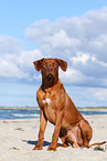 sitting Rhodesian Ridgeback