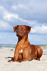 lying Rhodesian Ridgeback