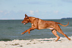 running Rhodesian Ridgeback