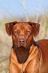 Rhodesian Ridgeback Portrait