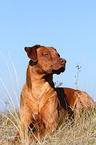 lying Rhodesian Ridgeback