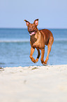 running Rhodesian Ridgeback