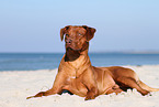 lying Rhodesian Ridgeback