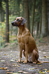 sitting Rhodesian Ridgeback