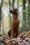 sitting Rhodesian Ridgeback