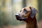 Rhodesian Ridgeback Portrait