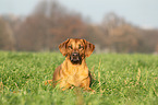 lying Rhodesian Ridgeback