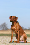 sitting Rhodesian Ridgeback