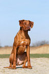 sitting Rhodesian Ridgeback