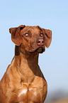 Rhodesian Ridgeback Portrait