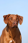 Rhodesian Ridgeback Portrait