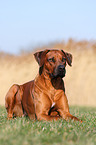 lying Rhodesian Ridgeback