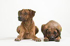 2 Rhodesian Ridgebacks