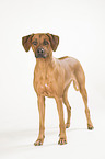 standing Rhodesian Ridgeback