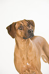 Rhodesian Ridgeback Portrait